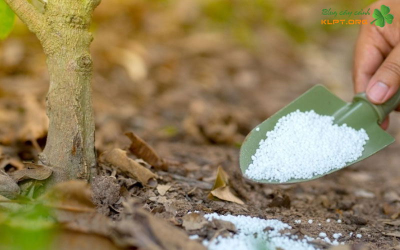 che-do-dinh-duong-va-cham-soc-dac-biet-de-tao-bo-chat-luong-klpt