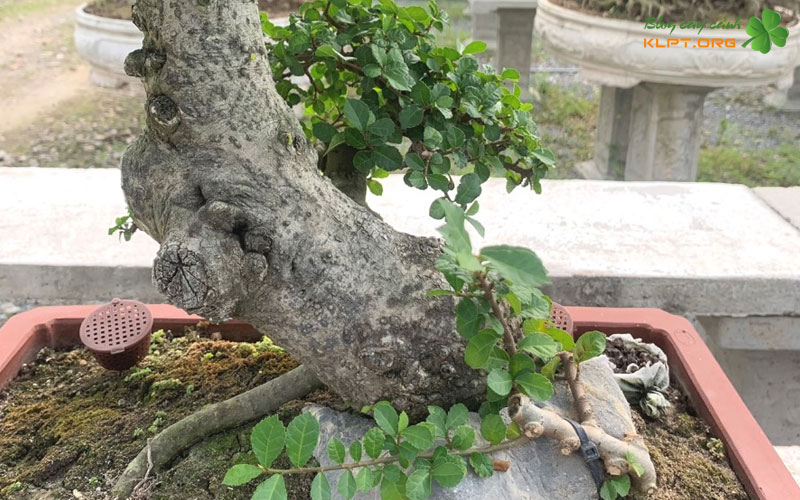 che-do-tuoi-nuoc-va-dinh-duong-hop-ly-sau-30-ngay-klpt