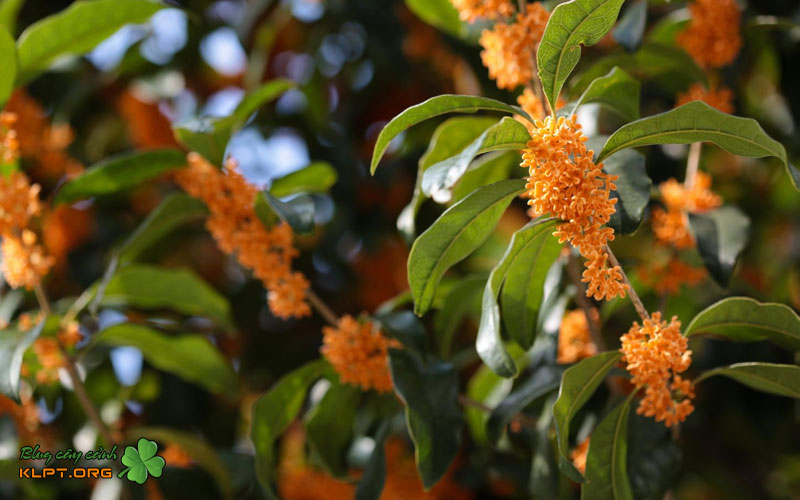 chon-canh-giam-nhu-the-nao-de-de-thanh-cong-klpt