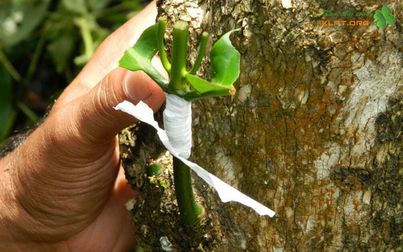 chuan-bi-dung-cu-va-chon-giong-buoc-dem-cua-su-thanh-cong-klpt