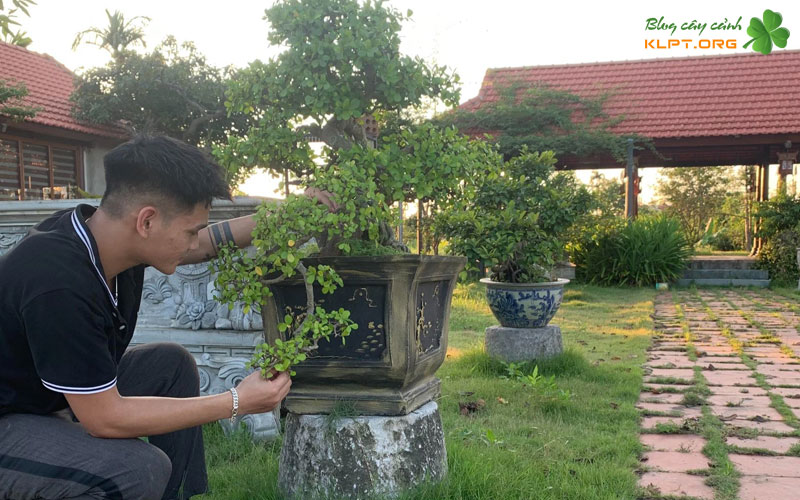 chuan-bi-gia-the-va-quy-trinh-trong-cay-dung-chuan-klpt