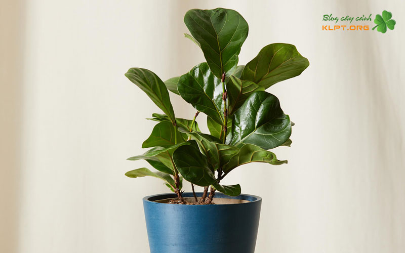 chuan-bi-truoc-khi-giam-canh-klpt