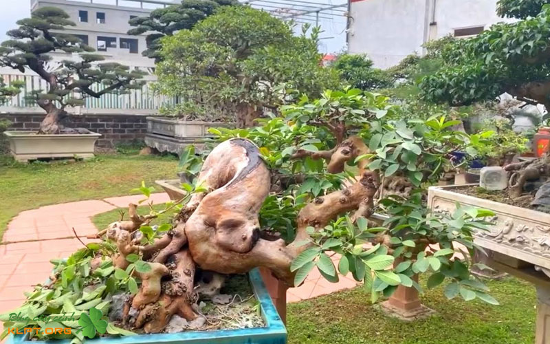 chuan-bi-va-lua-chon-phoi-cay-oi-phu-hop-cho-dang-chu-tam-klpt