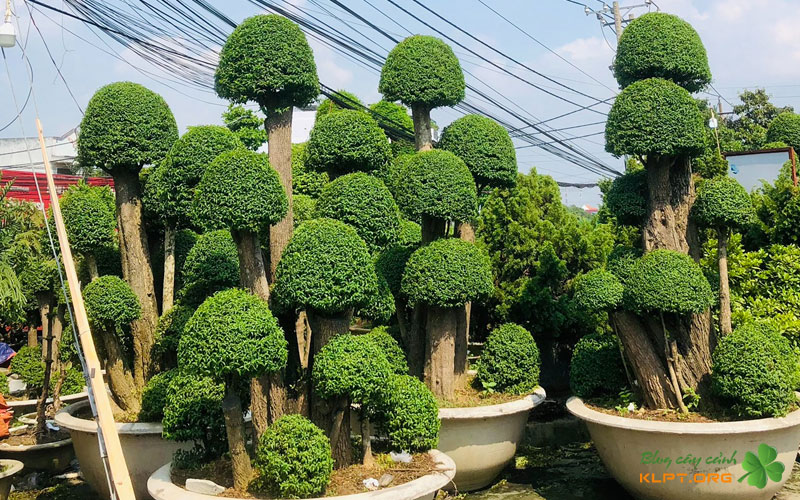 co-cach-nao-thay-the-de-tao-cay-dep-tuong-tu-1-klpt