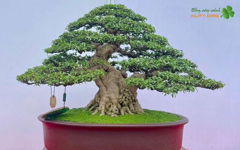 co-cach-nao-thay-the-de-tao-cay-dep-tuong-tu-klpt