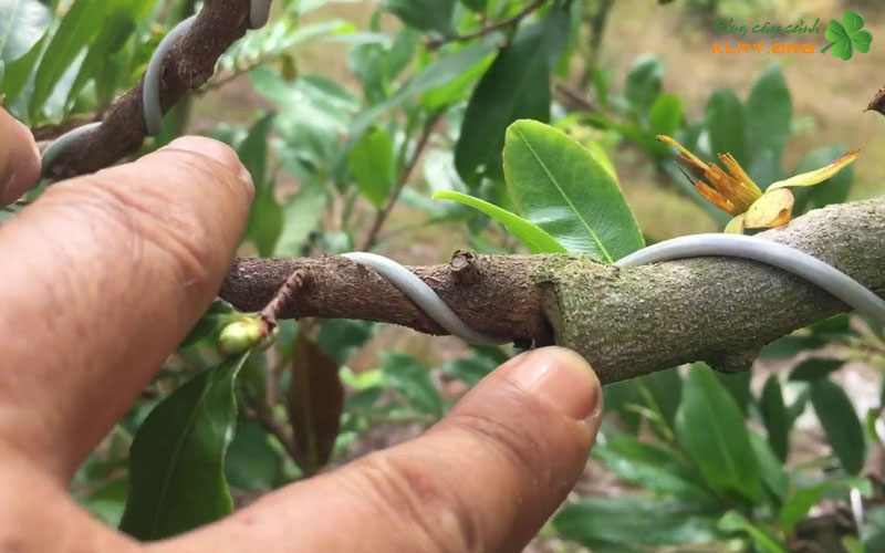 co-che-thich-nghi-va-su-phat-trien-bo-re-cua-cay-mai-ghep-duoi-long-dat-klpt