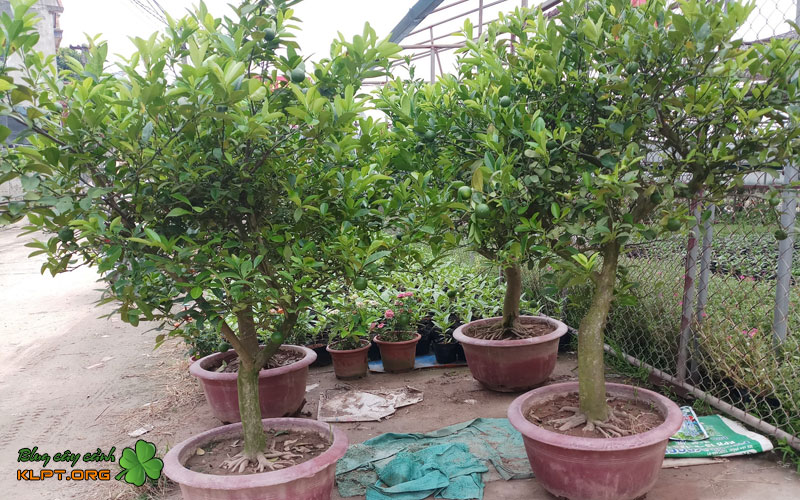 co-so-cay-kieng-cay-giong-ba-thoi-co-so-cung-cap-da-dang-san-pham-1-klpt