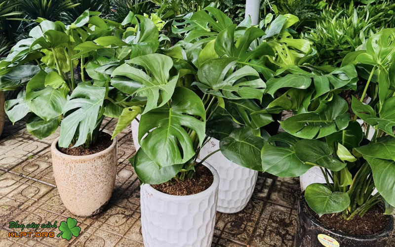 co-so-cay-kieng-cay-giong-ba-thoi-co-so-cung-cap-da-dang-san-pham-klpt