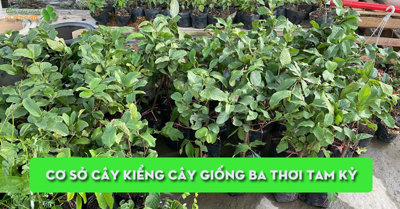 co-so-cay-kieng-cay-giong-ba-thoi-tam-ky-cay-kieng-gia-re-klpt