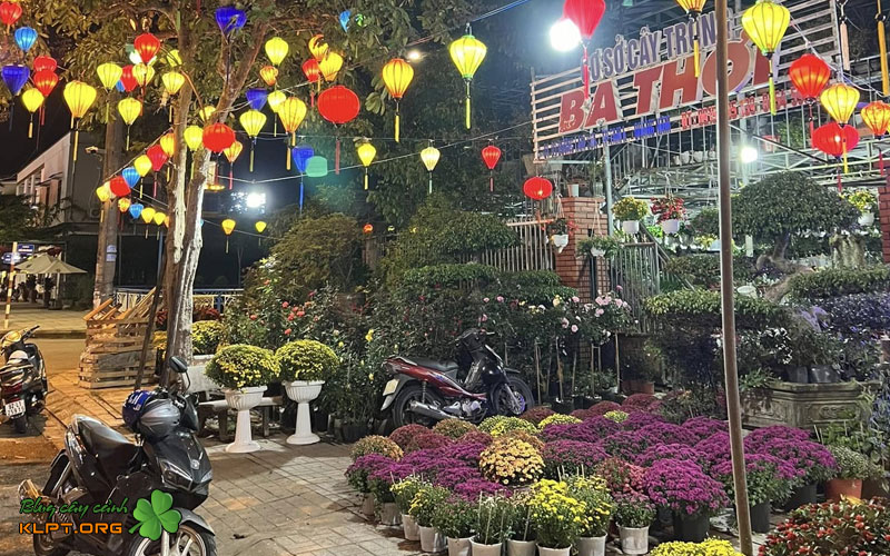 co-so-cay-kieng-cay-giong-ba-thoi-tam-ky-klpt