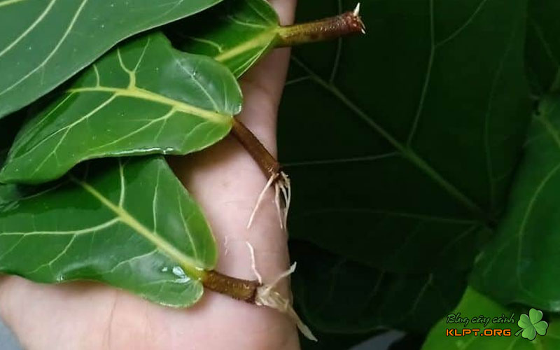 co-the-nhan-giong-cay-bang-singapore-bang-la-khong-klpt