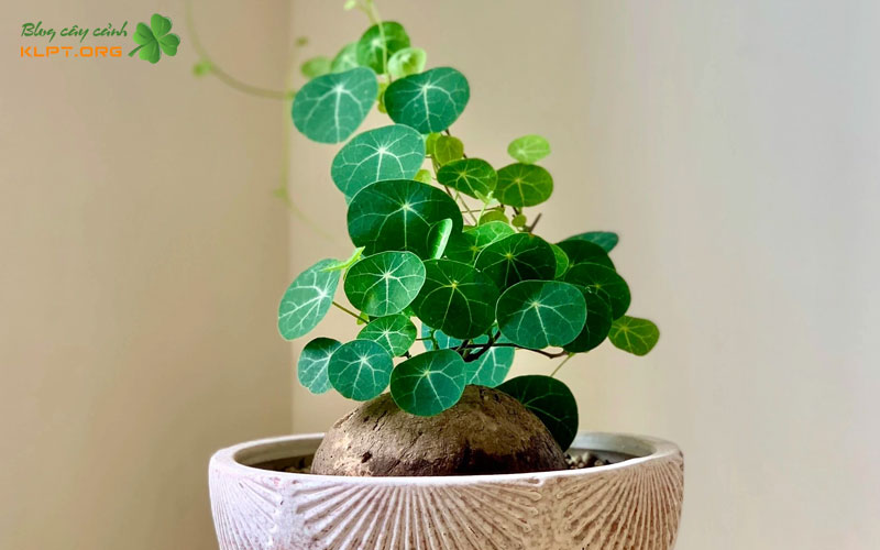 cu-binh-voi-bonsai-stephania-glabra-la-gi-klpt