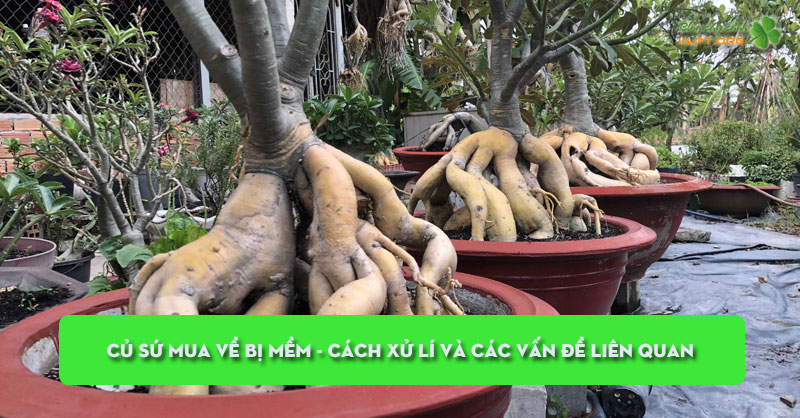 cu-su-mua-ve-bi-mem-cach-xu-li-va-cac-van-de-lien-quan-klpt