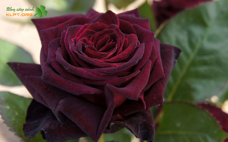 dac-diem-hinh-thai-noi-bat-cua-black-baccara-1-klpt