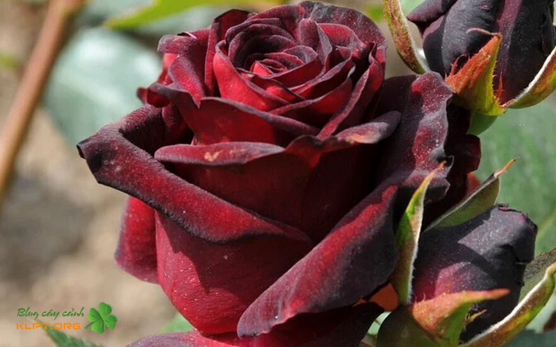 dac-diem-hinh-thai-noi-bat-cua-black-baccara-klpt