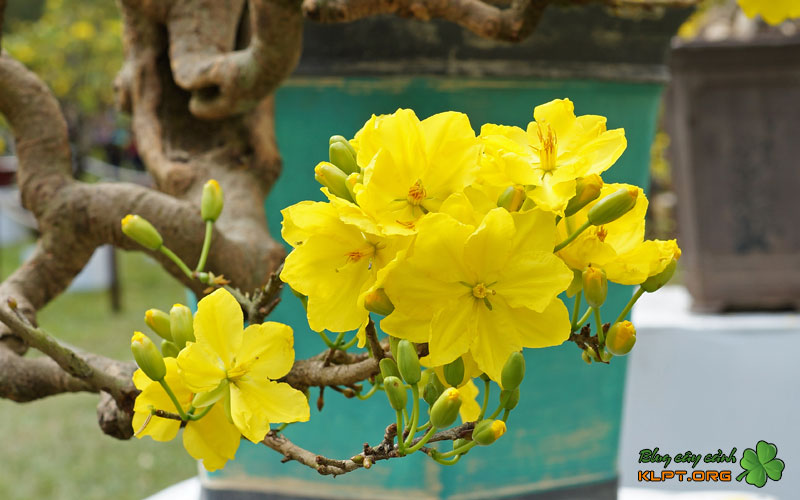 dac-diem-nhan-dien-cua-giong-mai-giao-dot-do-1-klpt