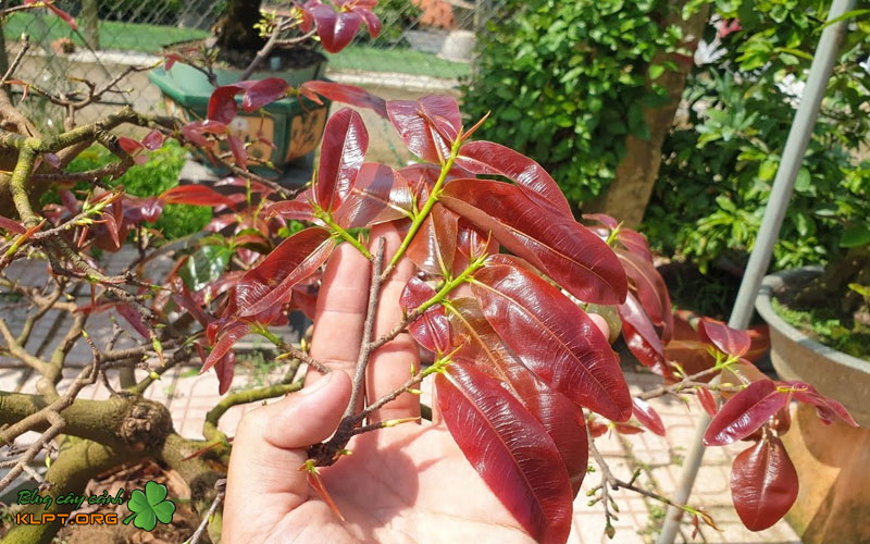 dac-diem-nhan-dien-cua-giong-mai-giao-dot-do-klpt