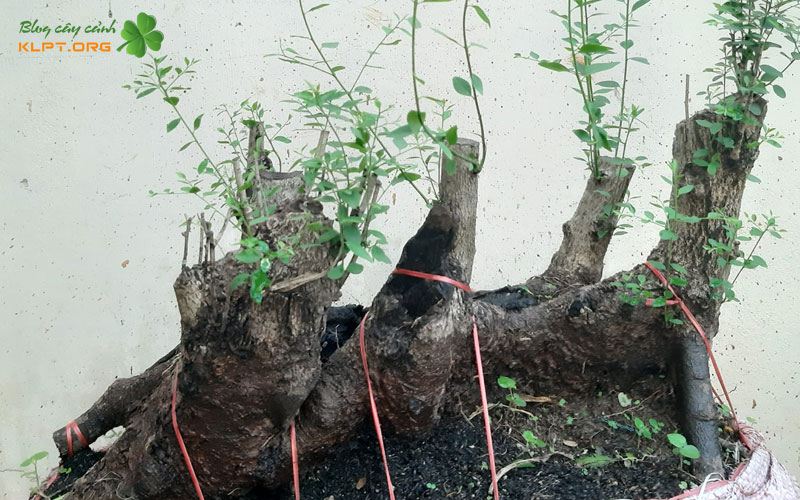 dac-diem-noi-bat-cua-cay-mun-sung-trong-nghe-thuat-bonsai-klpt