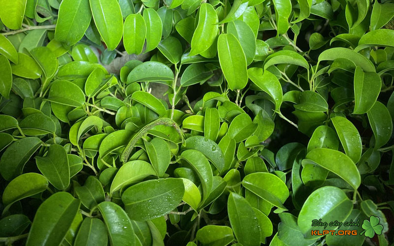 dac-diem-noi-bat-cua-cay-sanh-tich-giang-klpt