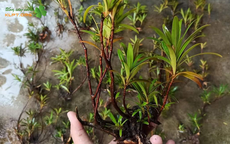 dau-hieu-cay-thich-nghi-tot-klpt