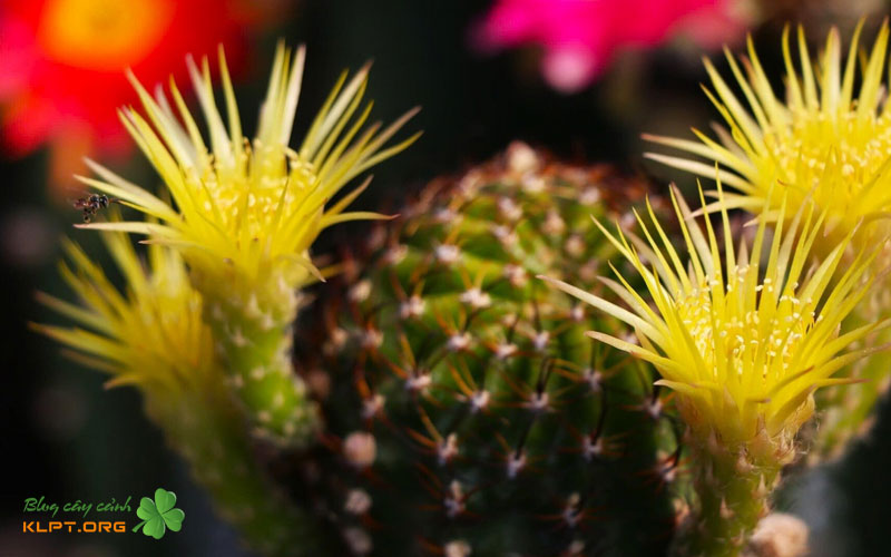 dau-hieu-nhan-biet-qua-trinh-thu-phan-thanh-cong-klpt