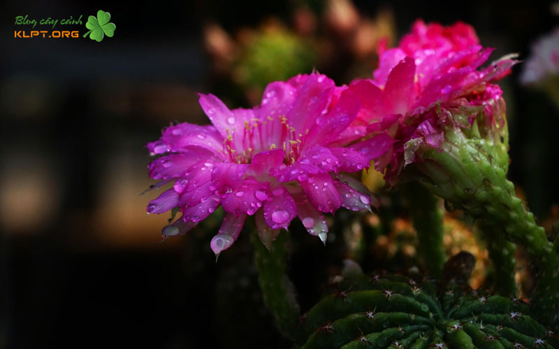 dung-cu-can-chuan-bi-truoc-khi-thuc-hien-klpt