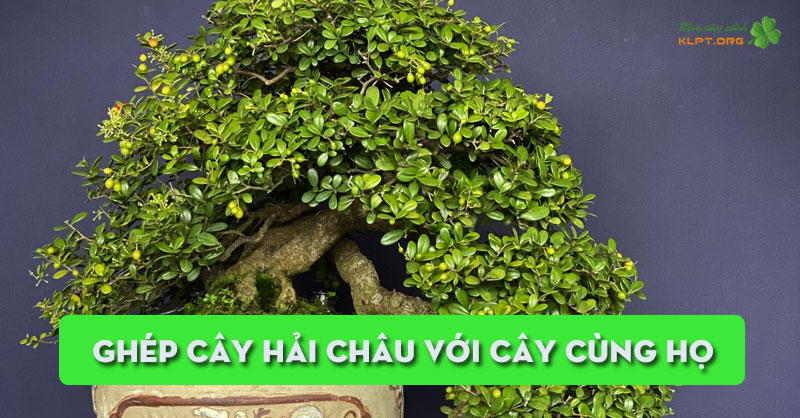 ghep-cay-hai-chau-voi-cay-cung-ho-cay-buom-gai-hay-cay-lo-dau-klpt