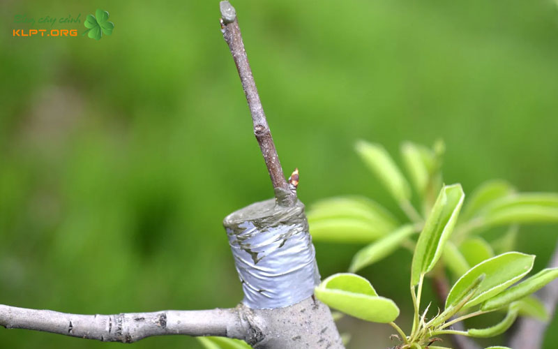 ghep-cay-la-gi-nguyen-ly-co-ban-can-biet-klpt