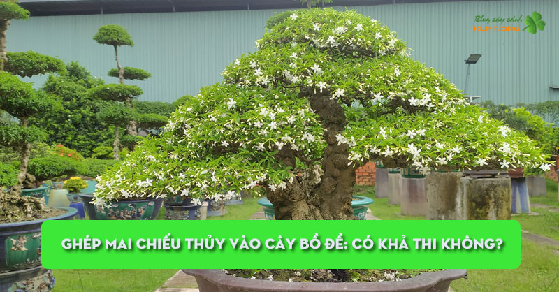 ghep-mai-chieu-thuy-vao-cay-bo-de-co-kha-thi-khong-klpt