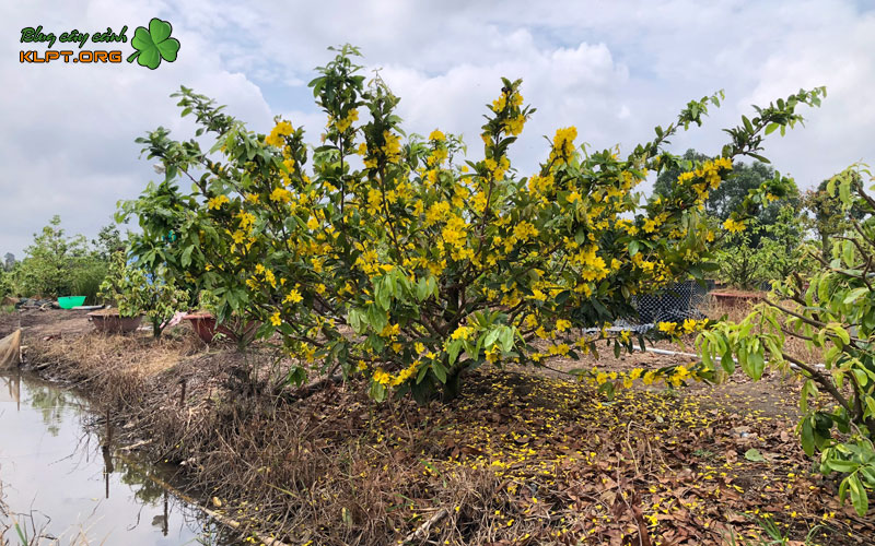 gia-tri-kinh-te-va-suc-hut-lo-phoi-mai-de-nom-klpt