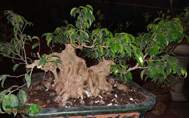 gia-tri-nghe-thuat-cua-cay-sanh-tich-giang-klpt