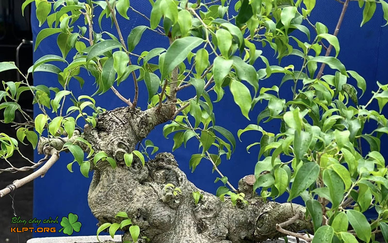 gia-tri-noi-bat-cua-cot-truc-lang-tren-cay-tich-giang-klpt