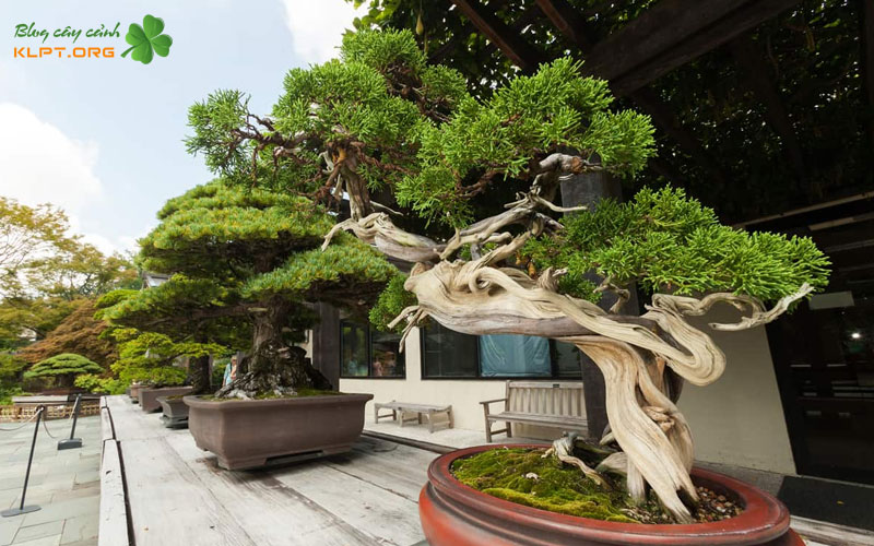 gia-tri-tham-my-va-phong-thuy-klpt