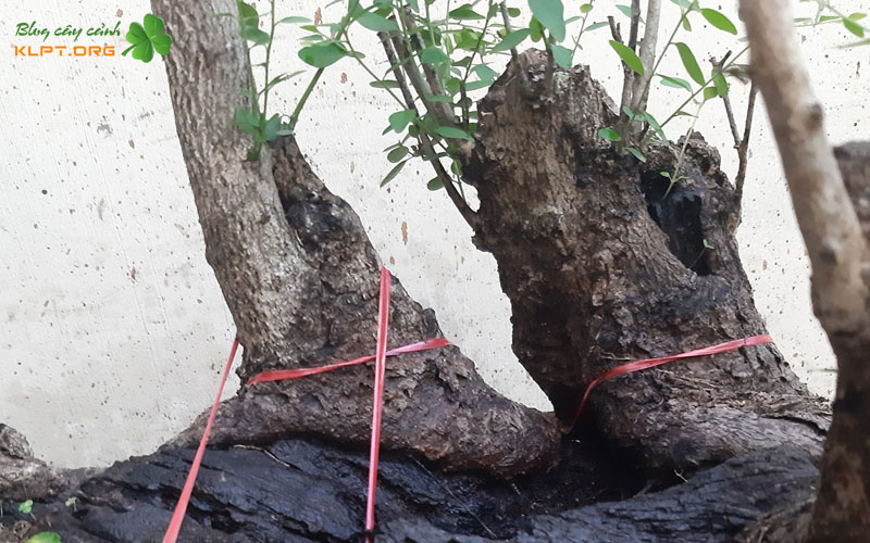 gia-tri-tham-my-va-trung-bay-trong-khong-gian-song-klpt