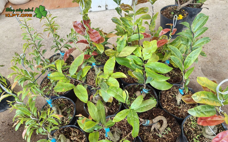 gia-tri-thuong-lam-cua-mai-giao-dot-do-suot-bon-mua-klpt