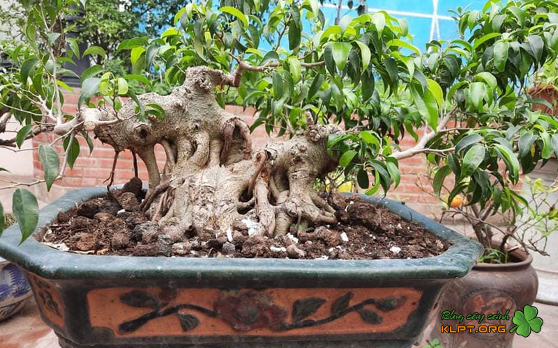 gioi-thieu-ve-dong-sanh-tich-giang-klpt