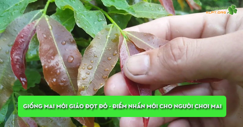 giong-mai-moi-giao-dot-do-diem-nhan-moi-cho-nguoi-choi-mai-klpt