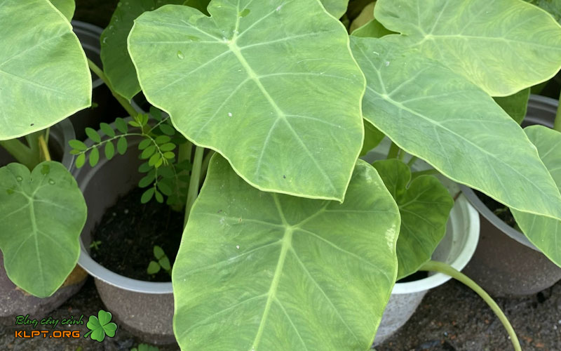 goi-y-cac-loai-cay-nen-trong-trong-dan-loc-1-bakki-klpt