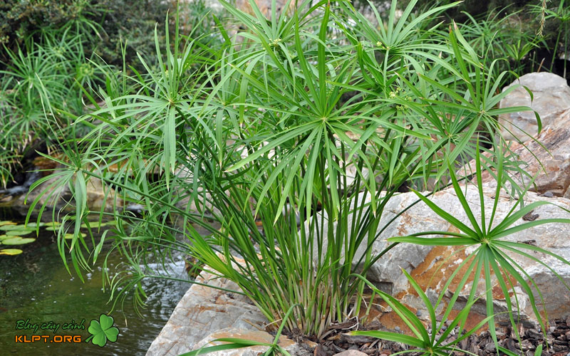 goi-y-cac-loai-cay-nen-trong-trong-dan-loc-2-bakki-klpt