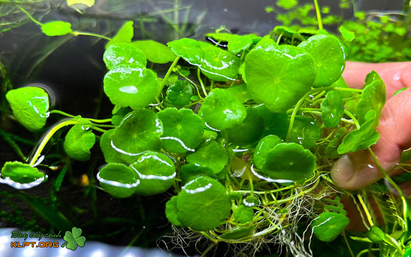 goi-y-cac-loai-cay-nen-trong-trong-dan-loc-bakki-klpt