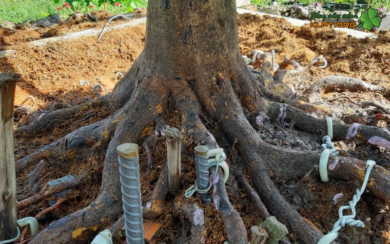 hanh-trinh-tao-tac-lo-mai-vang-de-nom-1-klpt