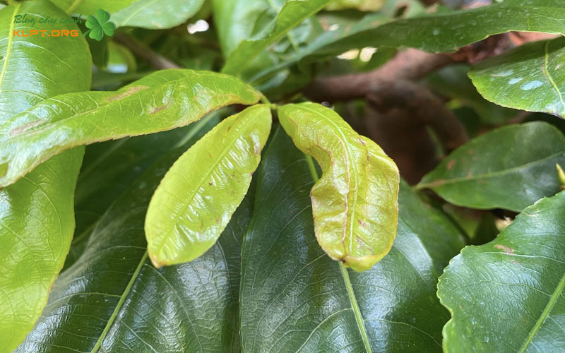 hieu-ro-nguyen-nhan-gay-ra-benh-la-me-tren-cay-mai-vang-klpt