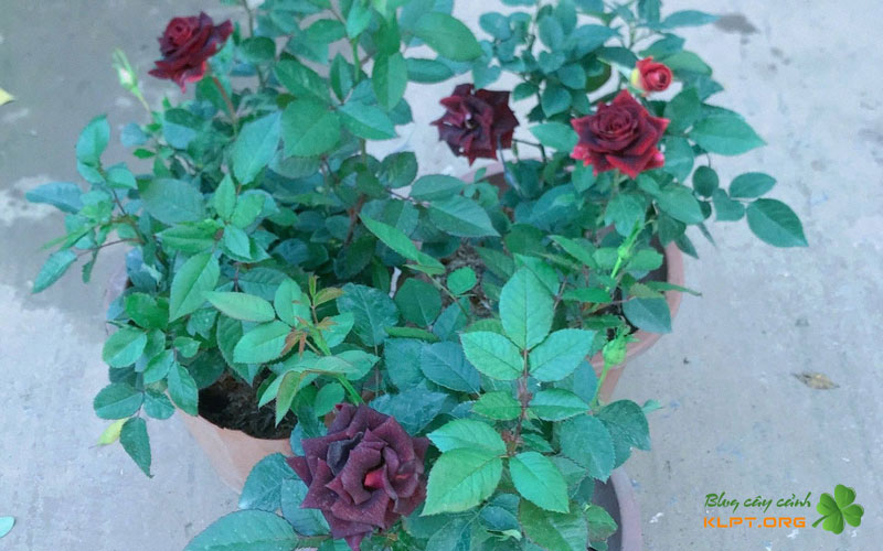 hoa-hong-den-co-that-su-mau-den-klpt