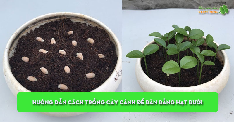 huong-dan-cach-trong-cay-canh-de-ban-bang-hat-buoi-klpt