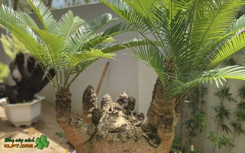 huong-dan-chi-tiet-cach-nhan-giong-bang-tach-choi-klpt