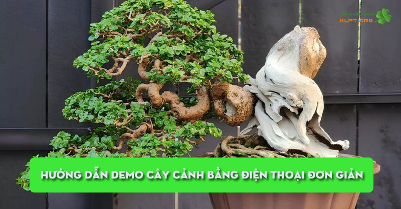 huong-dan-demo-cay-canh-bang-dien-thoai-don-gian-klpt