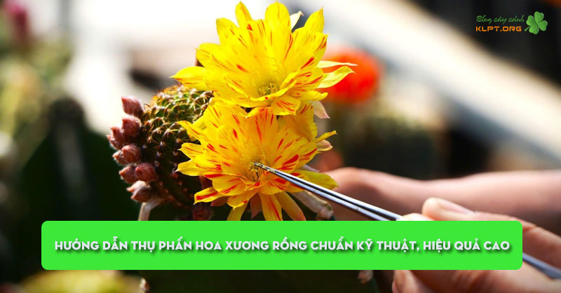 huong-dan-thu-phan-hoa-xuong-rong-chuan-ky-thuat-hieu-qua-cao-klpt