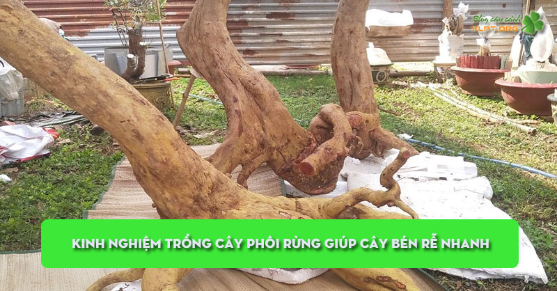 kinh-nghiem-trong-cay-phoi-rung-giup-cay-ben-re-nhanh-klpt