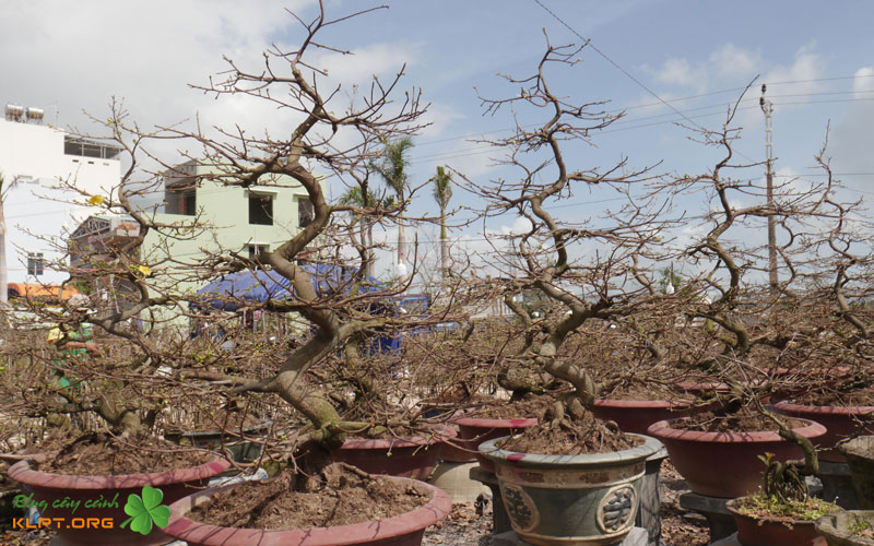 ky-thuat-cat-phoi-quy-trinh-phau-thuat-tao-hinh-than-chinh-1-klpt