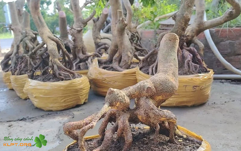 ky-thuat-cat-phoi-quy-trinh-phau-thuat-tao-hinh-than-chinh-klpt